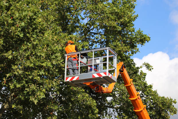 Kent Acres, DE Tree Services Company