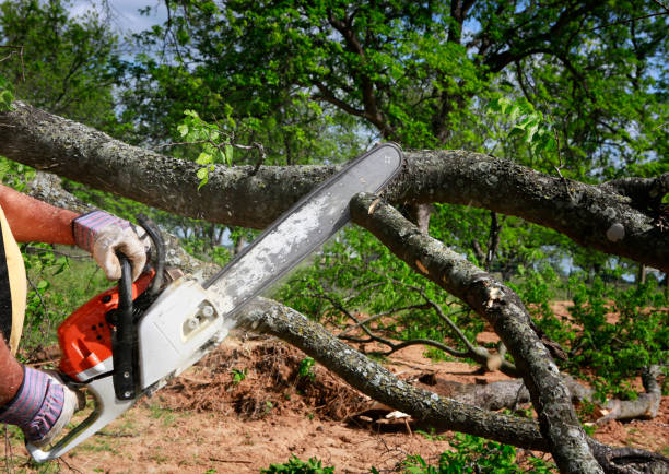 Mulching Services in Kent Acres, DE